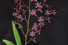 Load image into Gallery viewer, Encyclia mooreana x Encyclia cordigera