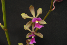 Load image into Gallery viewer, Encyclia mooreana x Encyclia cordigera