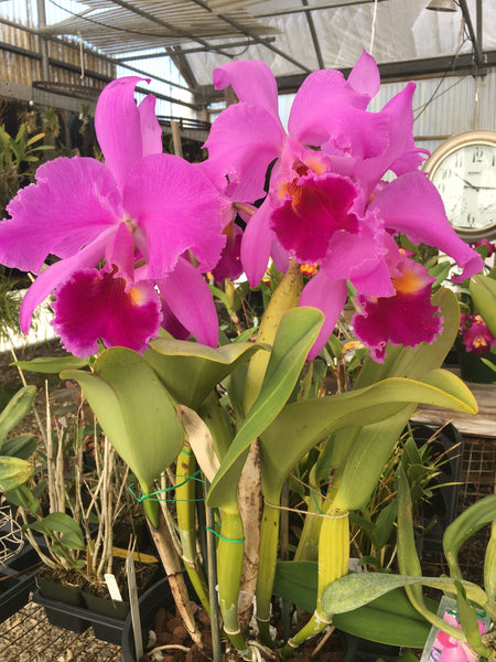 Welcome to the new SLO Orchids website!