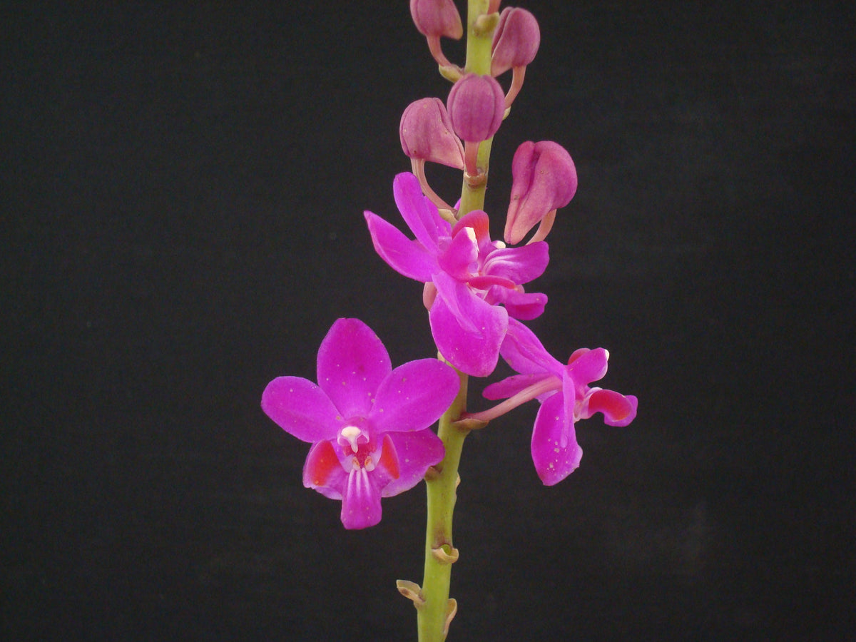 Doritis species – SLO Orchids