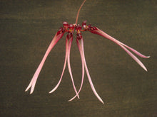 Load image into Gallery viewer, Bulbophyllum lobbii x evrardii
