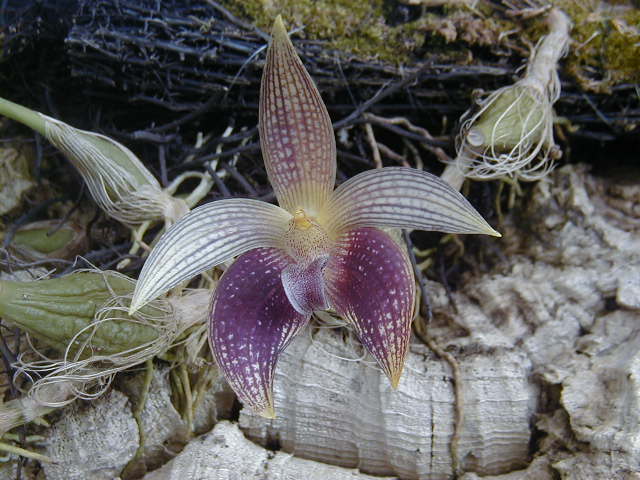 Bulbophyllum facetum x siamense