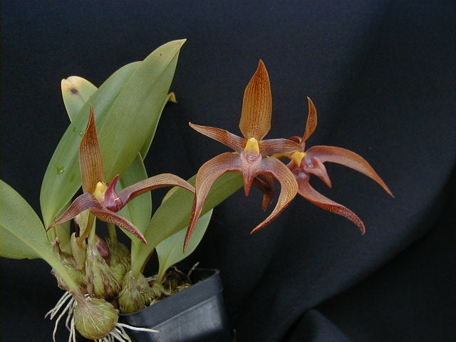 Bulbophyllum lobbii x leysianum