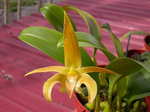 Bulbophyllum lobbii x evrardii