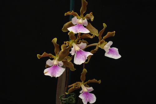 Encyclia randii