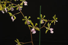 Load image into Gallery viewer, Epidendrum Serena O&#39;Neill x (Enc. mooreana x Enc. cordigera)
