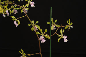 Epidendrum Serena O'Neill x (Enc. mooreana x Enc. cordigera)