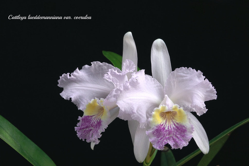 Cattleya lueddemanniana var. coerulea – SLO Orchids