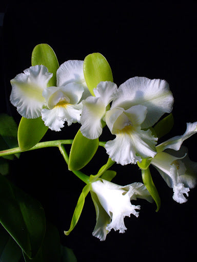 siam jade plant Cattleychea Siam Jade 'AVO'