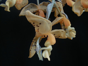 Stanhopea jenischiana