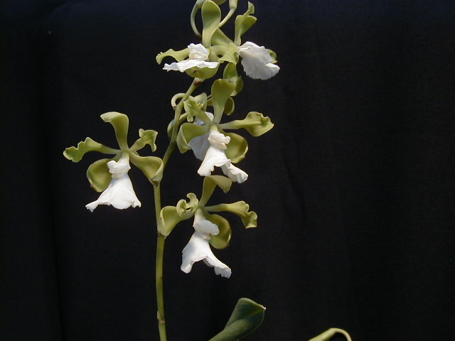 Encyclia cordigera var. alba