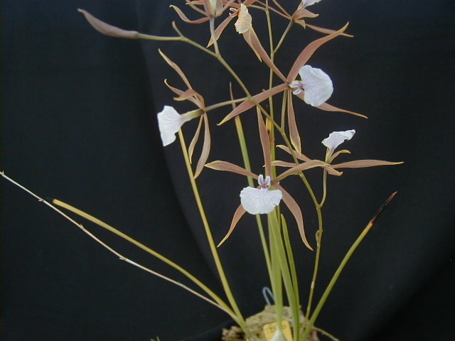 Encyclia bractescens