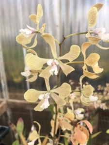 Encyclia profusa x Encyclia fowliei