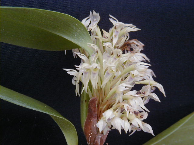 Maxillaria densa