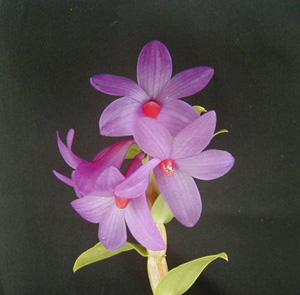 Dendrobium sulawesiense is glomeratum