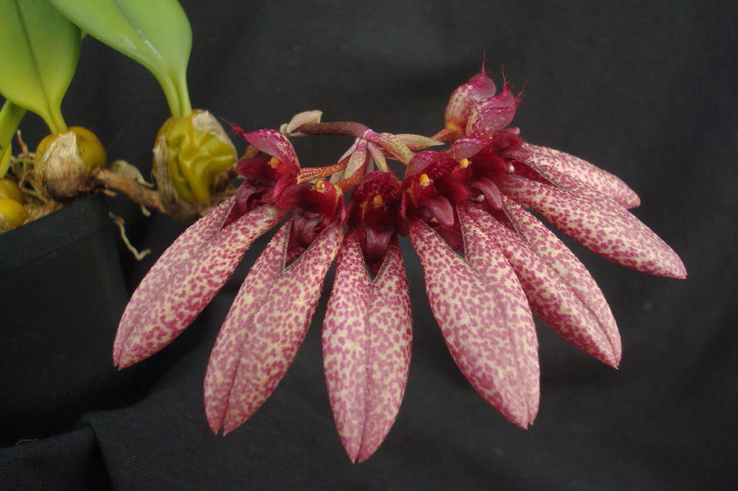 Bulbophyllum frostii X evrardii