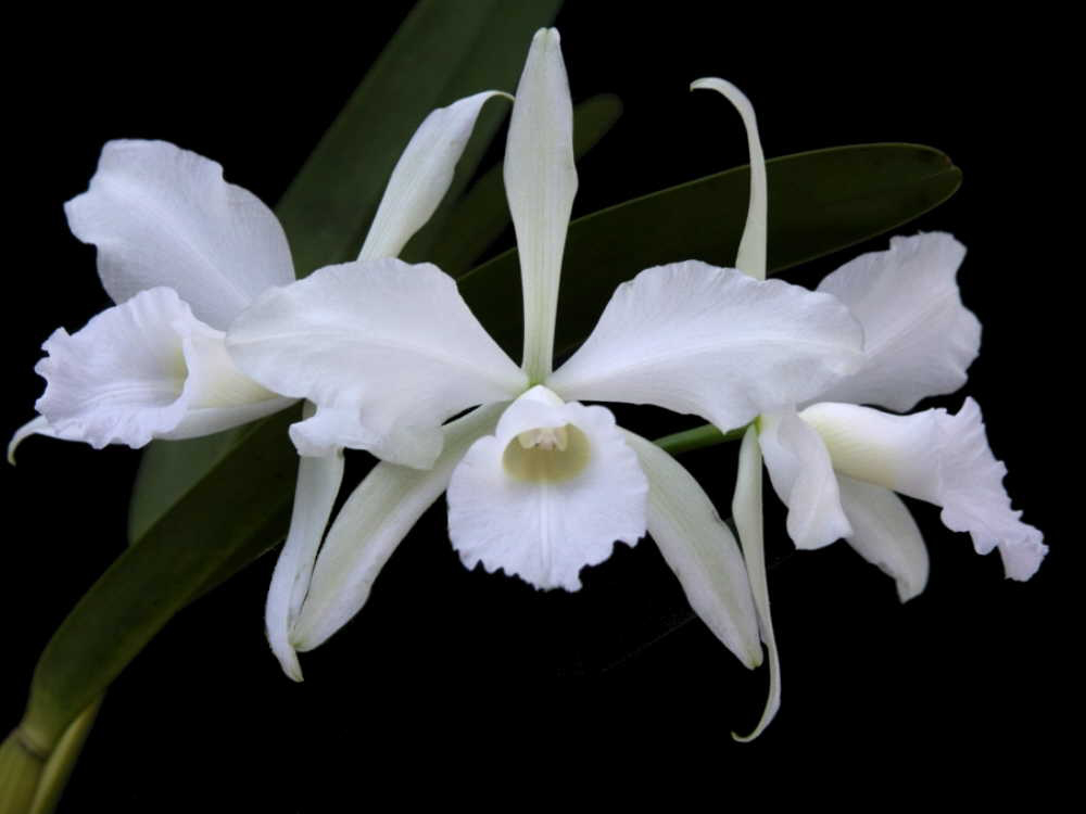 Laelia lobata var. alba – SLO Orchids