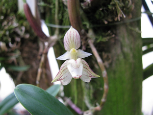 Bulbophyllum ambrosia 1578