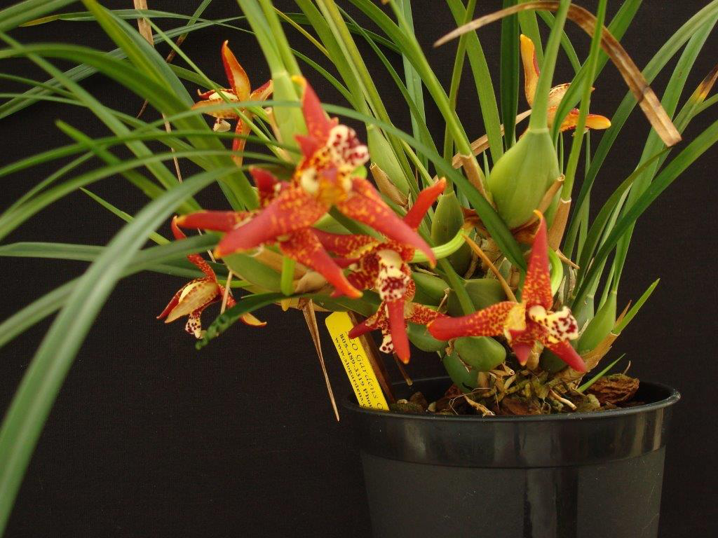Maxillaria houtteana  SLO Orchids
