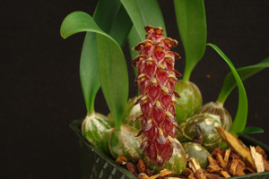 Bulbophyllum lilacium x careyanum