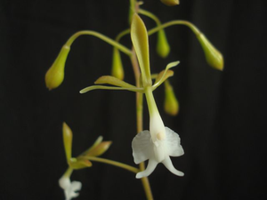 Epidendrum capricornu X veroscriptum 224a*