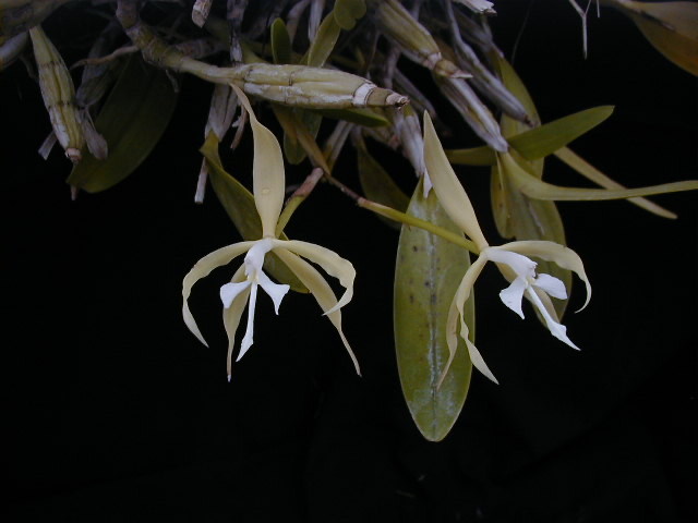 Epidendrum ciliare, aka Coilostylis ciliaris