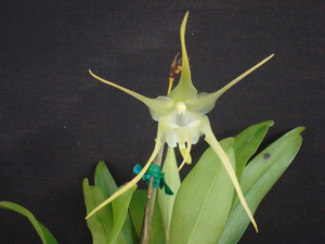 Aeranthes grandiflora