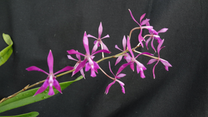 Encyclia cordigera x Epidendrum magnificum
