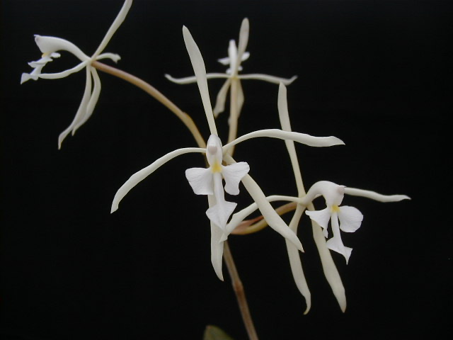 Epidendrum viviparum, aka, Coilostylis vivipara