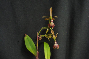 Epidendrum melanoporphyreum x radioferens