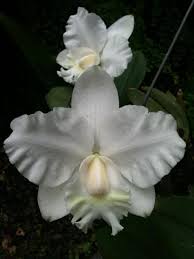 Cattleya dolosa var. alba